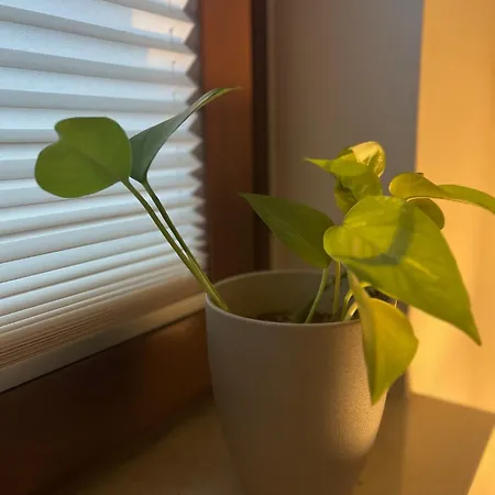 Apartmán Goodie I I Wuerzburg